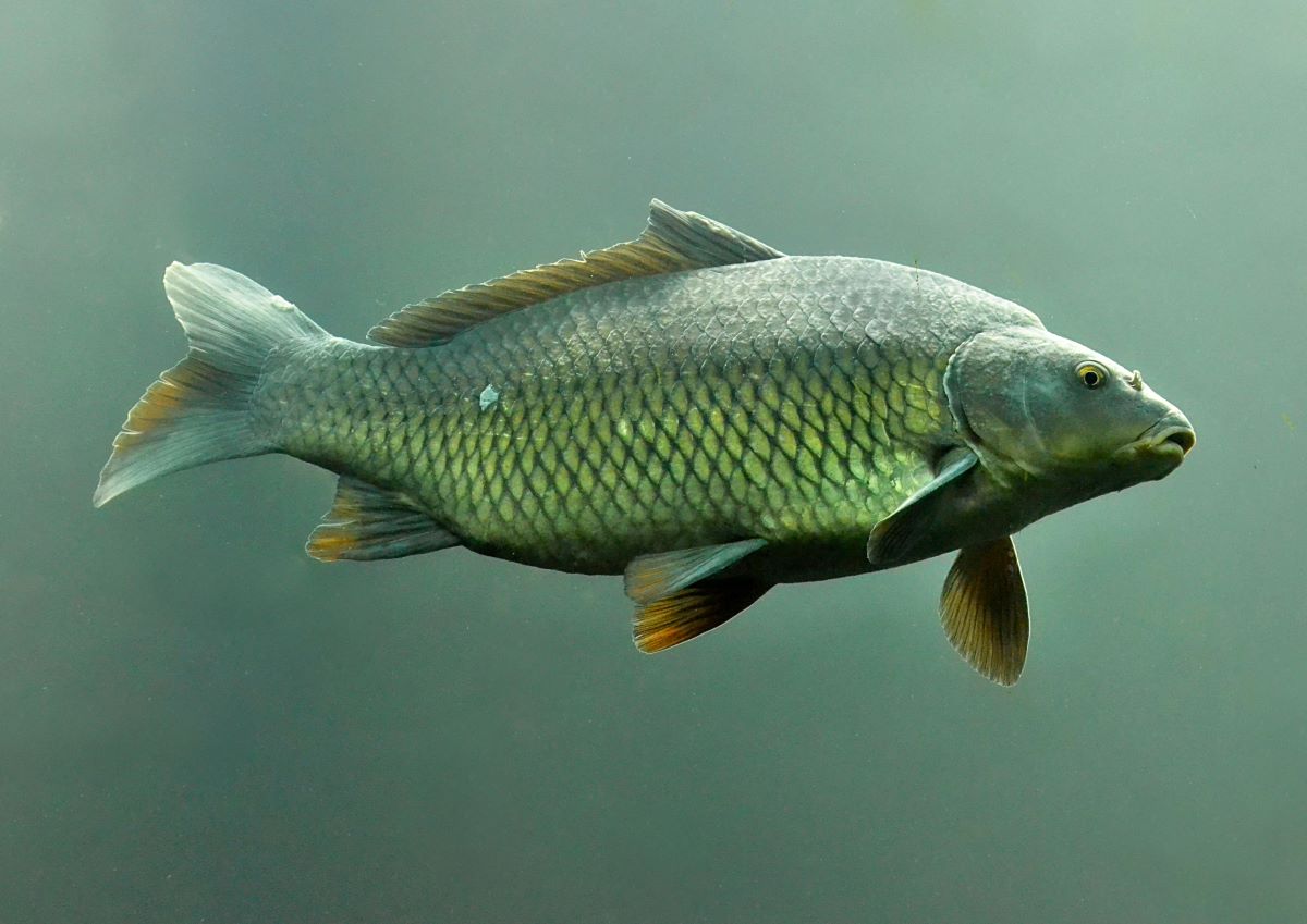 Algérie Aquaculture
